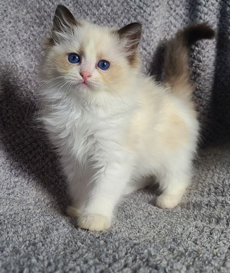 Cute pet at VS Pet Shop Noida