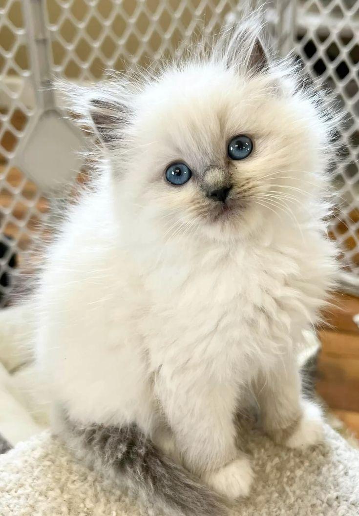 Cute pet at VS Pet Shop Noida