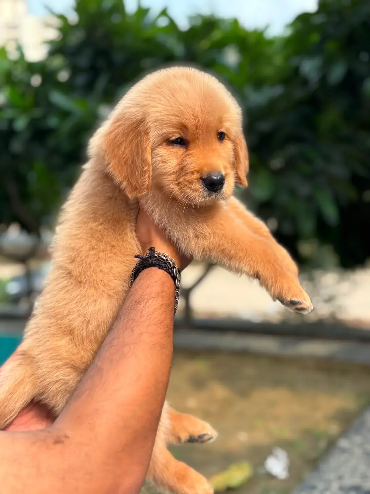 Cute pet at VS Pet Shop Noida