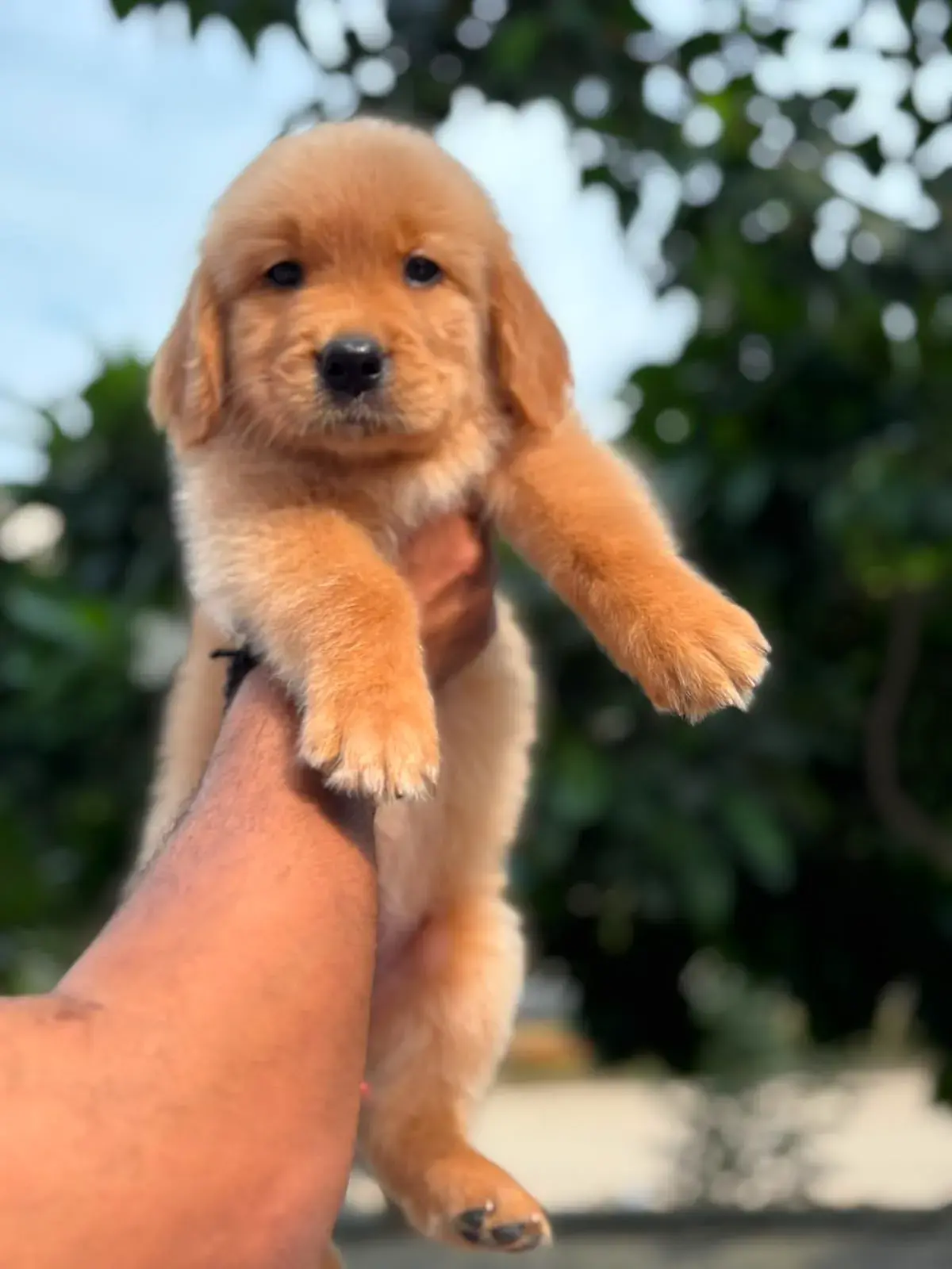Cute pet at VS Pet Shop Noida
