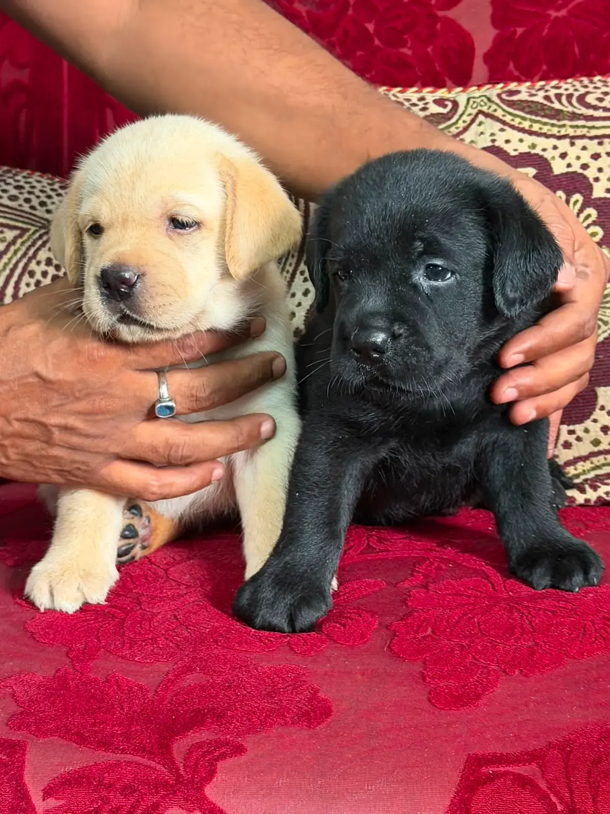 Cute pet at VS Pet Shop Noida