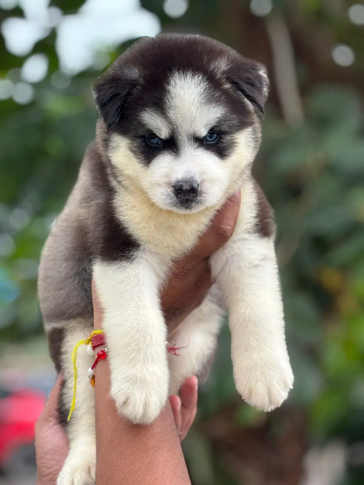 Cute pet at VS Pet Shop Noida