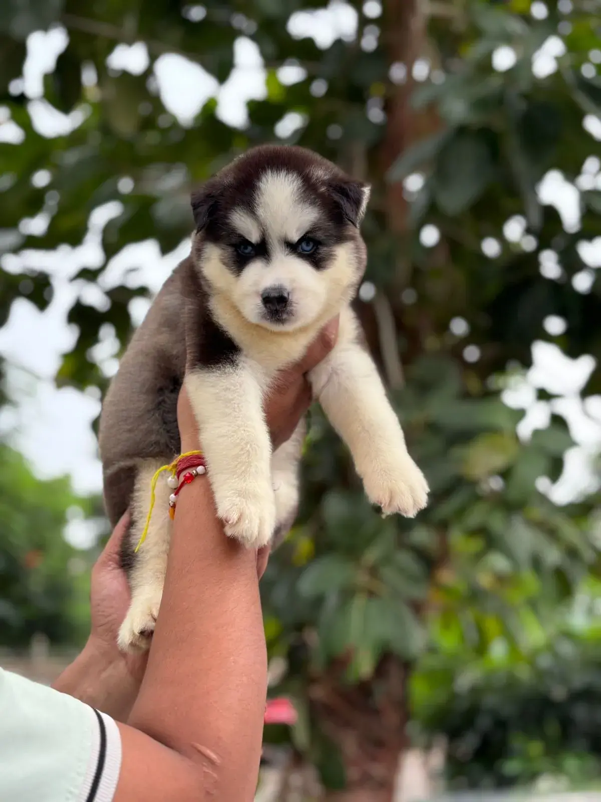 Cute pet at VS Pet Shop Noida