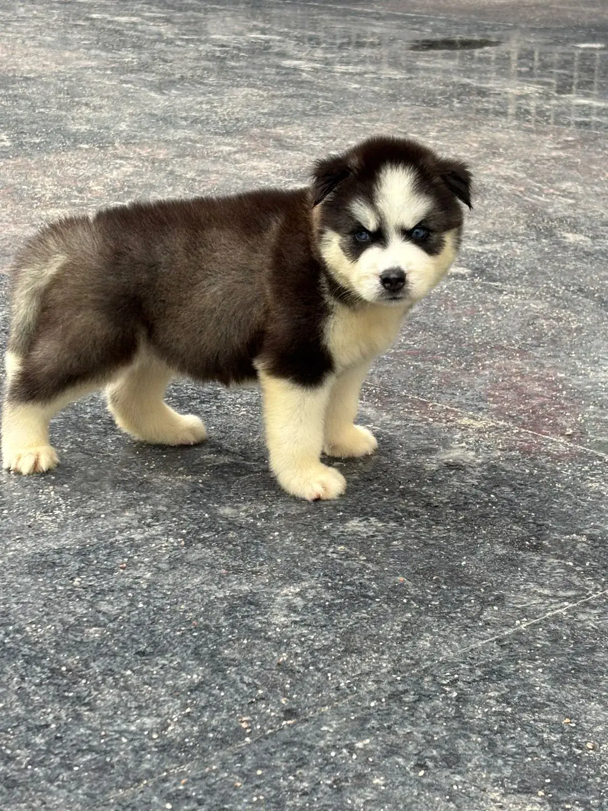 Cute pet at VS Pet Shop Noida