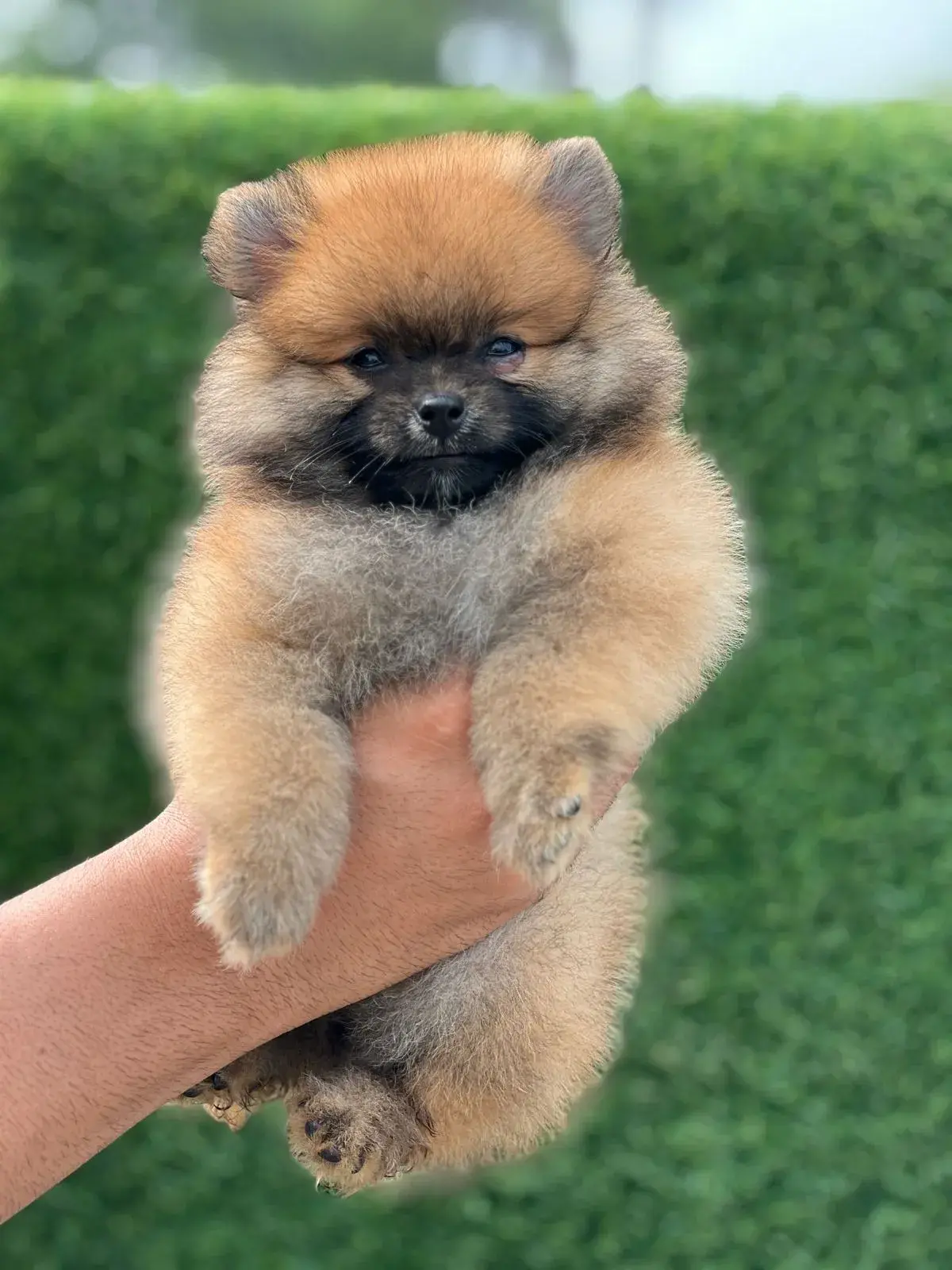 Cute pet at VS Pet Shop Noida